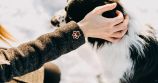 Dřevěná brož Paw Brooch