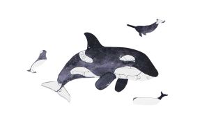Mini dřevěné puzzle Kosatka – By Epipi Mini dřevěné puzzle Kosatka – By Epipi